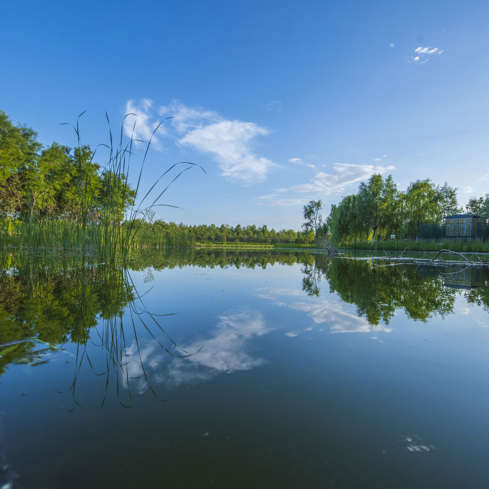 Pond with Lillies